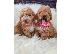 PoulaTo: Labradoodle κουτάβια F1B